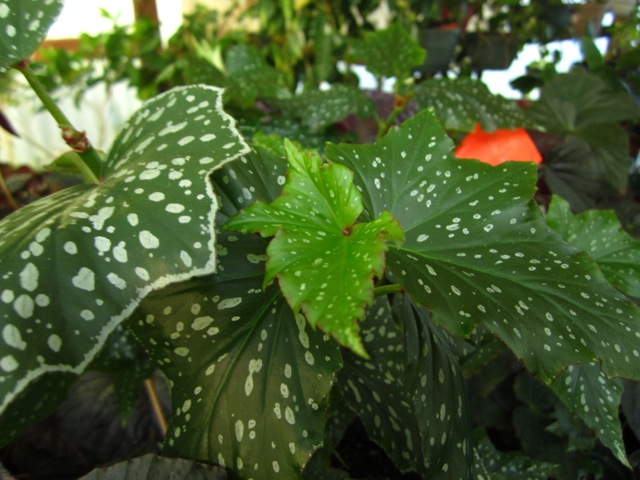 B. ‘Louisiana Angel’